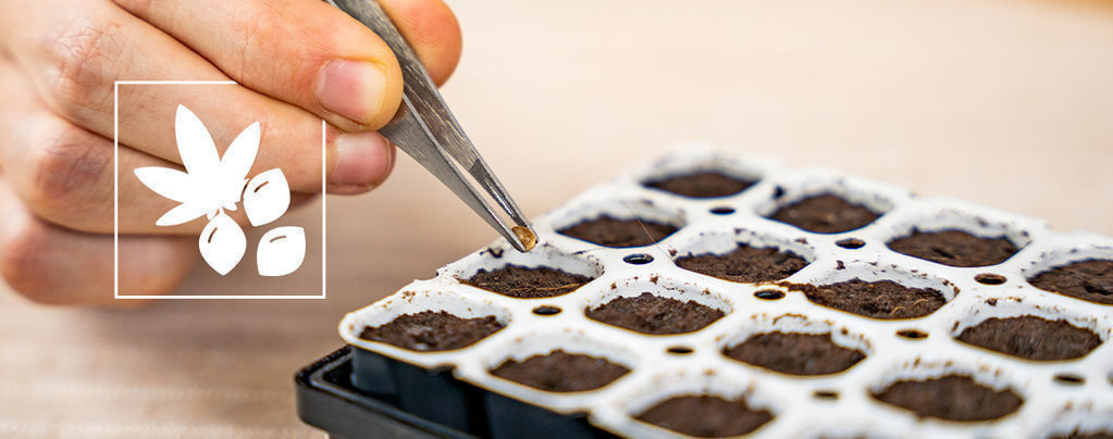 How To Germinate Cannabis Seeds With A Smart Start Kit