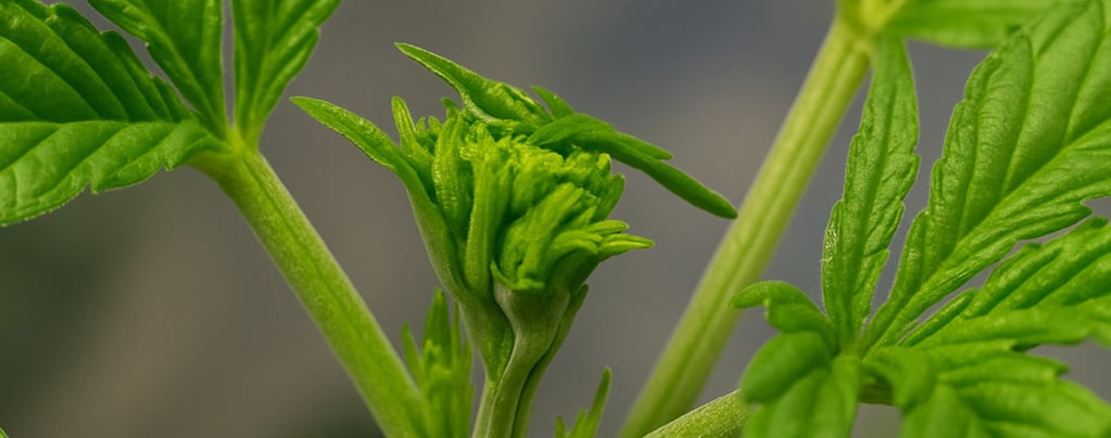 Fimming cannabis for bigger yields: When and how to FIM your plants