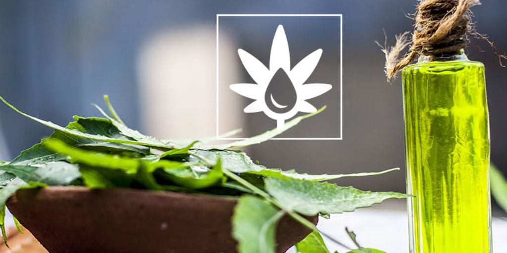 How to Use Neem Oil in the Grow Room