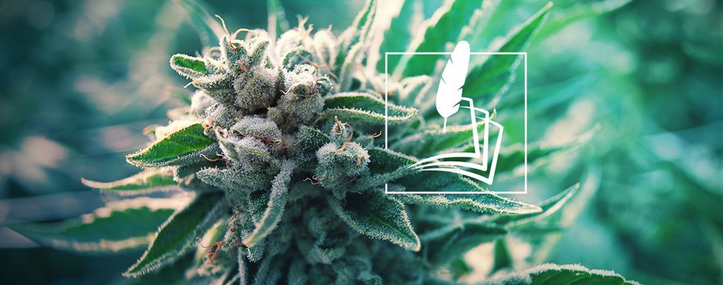 History Of Medical Cannabis