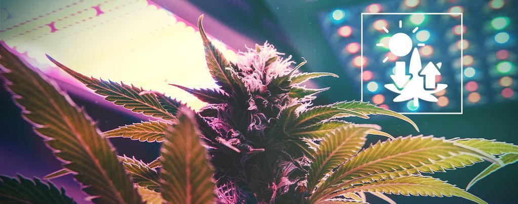 Cannabis And Photosynthesis