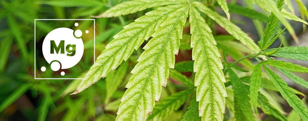 Magnesium deficiency in cannabis