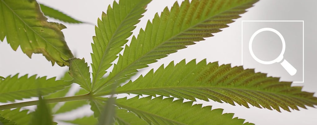 Phosphorus deficiency in cannabis plants: Symptoms & fixes