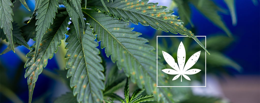 Brown spots on cannabis leaves: Identification guide
