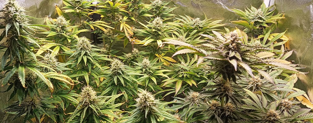 pH for cannabis: How to measure and adjust