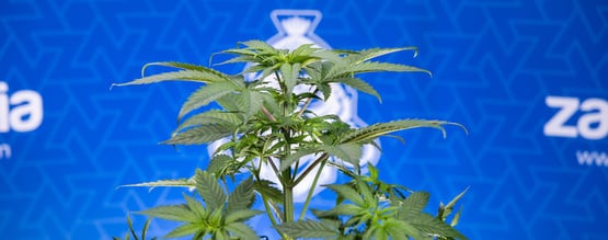 Why are my cannabis leaves curling downwards?