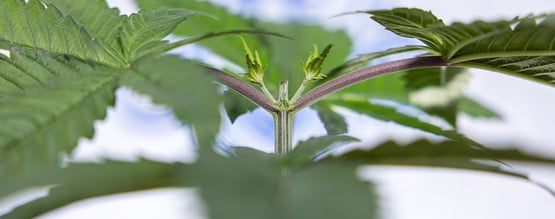 Topping autoflowers for bigger yields: What you need to know
