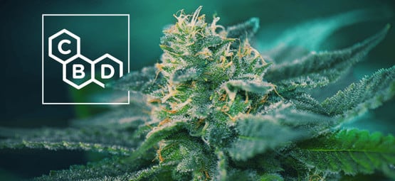 CBD-Rich Cannabis Strains