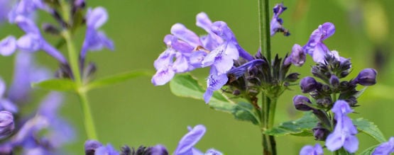 Skullcap: Everything You Need To Know