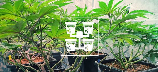 Learn All About DWC And Advanced Hydroculture