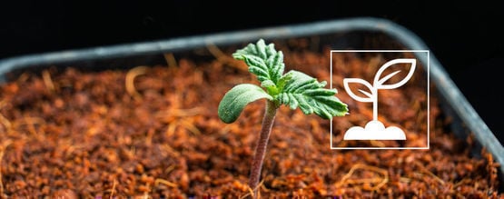 Everything About Cannabis Seedlings