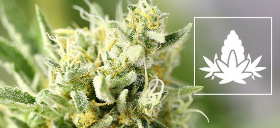 Best Practices For The Cannabis Flowering Phase