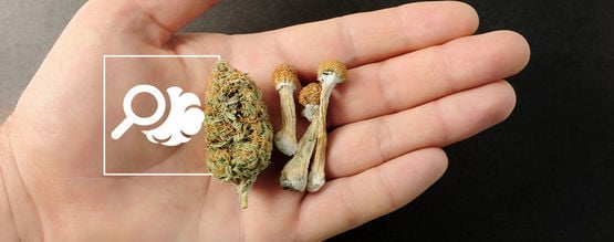 The Ultimate Guide To Microdosing Psychedelics And Cannabis