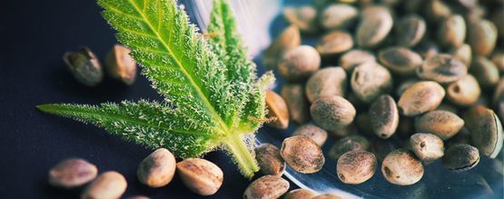 What Are Hemp Seeds?