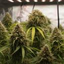 How to grow cannabis using 12/12 from seed