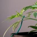 Low stress training autoflowers: The ultimate guide