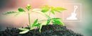 Everything You Need To Know About Growing Cannabis In Soil