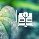 A Guide To San Pedro