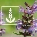 Salvia divinorum: Everything you need to know