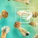 What To Know About Shrooms (Magic Mushrooms)