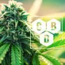 What Is Cannabidiol (CBD)?