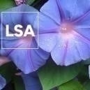 LSA: Everything you need to know