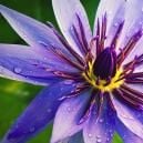 What Is Blue Lotus?