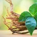 Getting To Know Ginseng