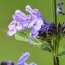 Skullcap: Everything You Need To Know
