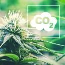 Effects Of CO₂ On Cannabis Plants