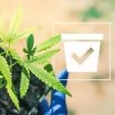Selecting The Correct Container For Your Cannabis Plants
