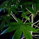 What is cannabis indica?