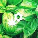 Cannabis Companion Planting: Basil