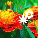 Cannabis Companion Planting: Marigold