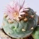 How to grow & care for peyote: A complete step-by-step guide