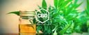 Everything You Need To Know About CBD