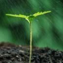 How To Feed Cannabis Plants Nutrients