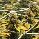 Cropping cannabis scrOG style: The complete guide for maximum yields