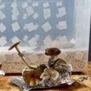 PF Tek: Easily Grow Magic Mushrooms At Home