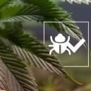 Insects That Can Help Grow Better Cannabis