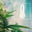 Temperature In The Cannabis Grow Room