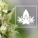 The Flowering Phase Of Cannabis Cultivation