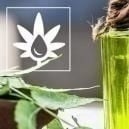 How to Use Neem Oil in the Grow Room