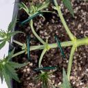 How to mainline cannabis: A complete manifolding guide