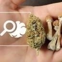 Everything You Need To Know About Microdosing Psychedelics And Cannabis