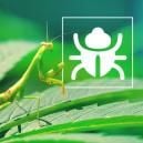 Pesky Bugs And Insects