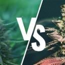 Photoperiod vs. Autoflowering Cannabis: Which Is Right For You?