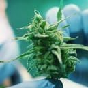 How (And Why) To Regenerate Cannabis Plants 