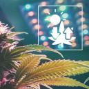 Cannabis And Photosynthesis