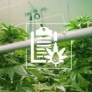 The Different Types Of Hydroponic Systems For Growing Cannabis